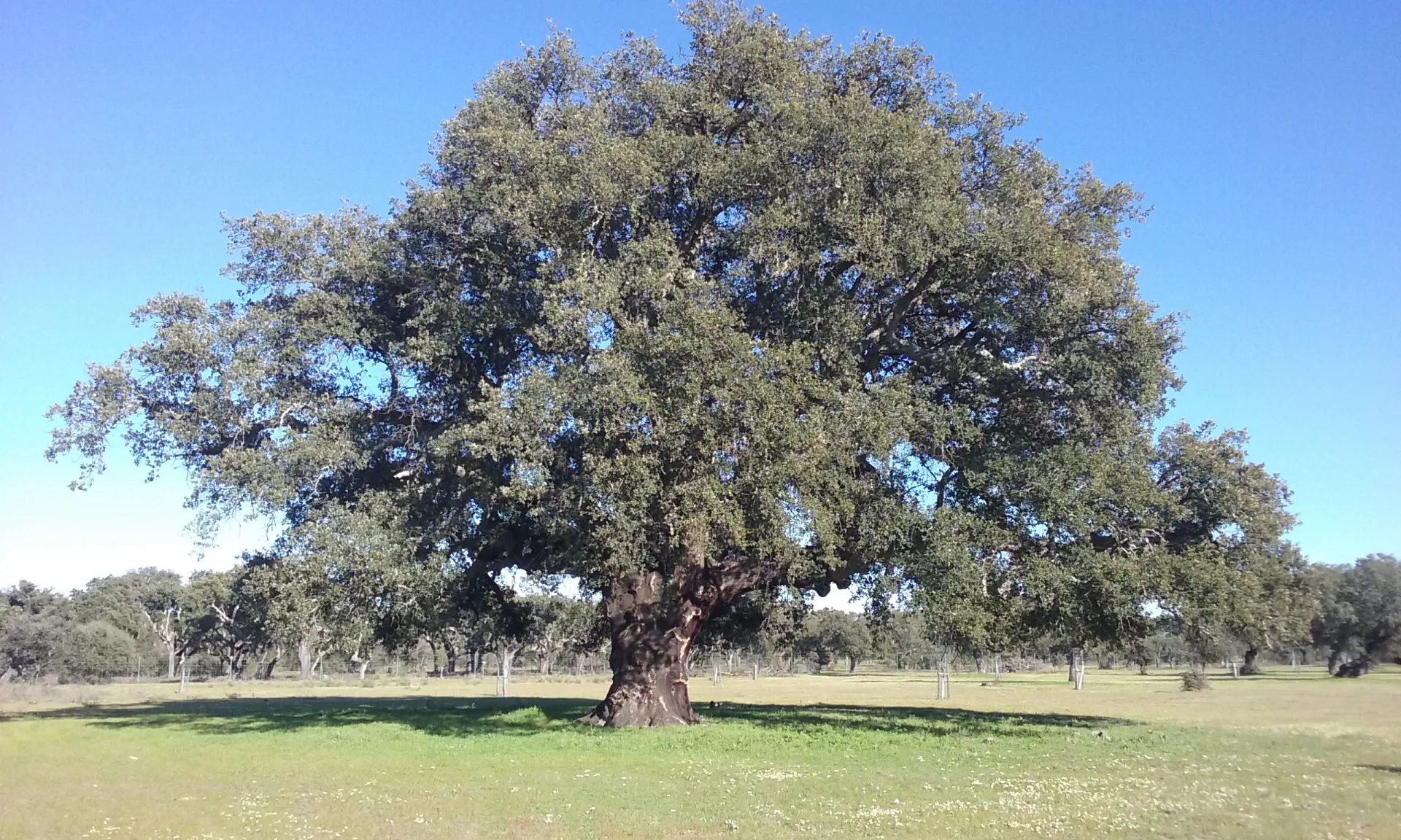 Centro de Investigaciones Agropecuarias Dehesón del Encinar. IRIAF